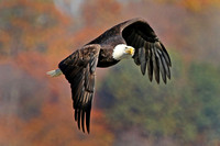 American Bald Eagle Conowingo Dam November 2014