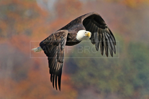 American Bald Eagle Conowingo Dam November 2014